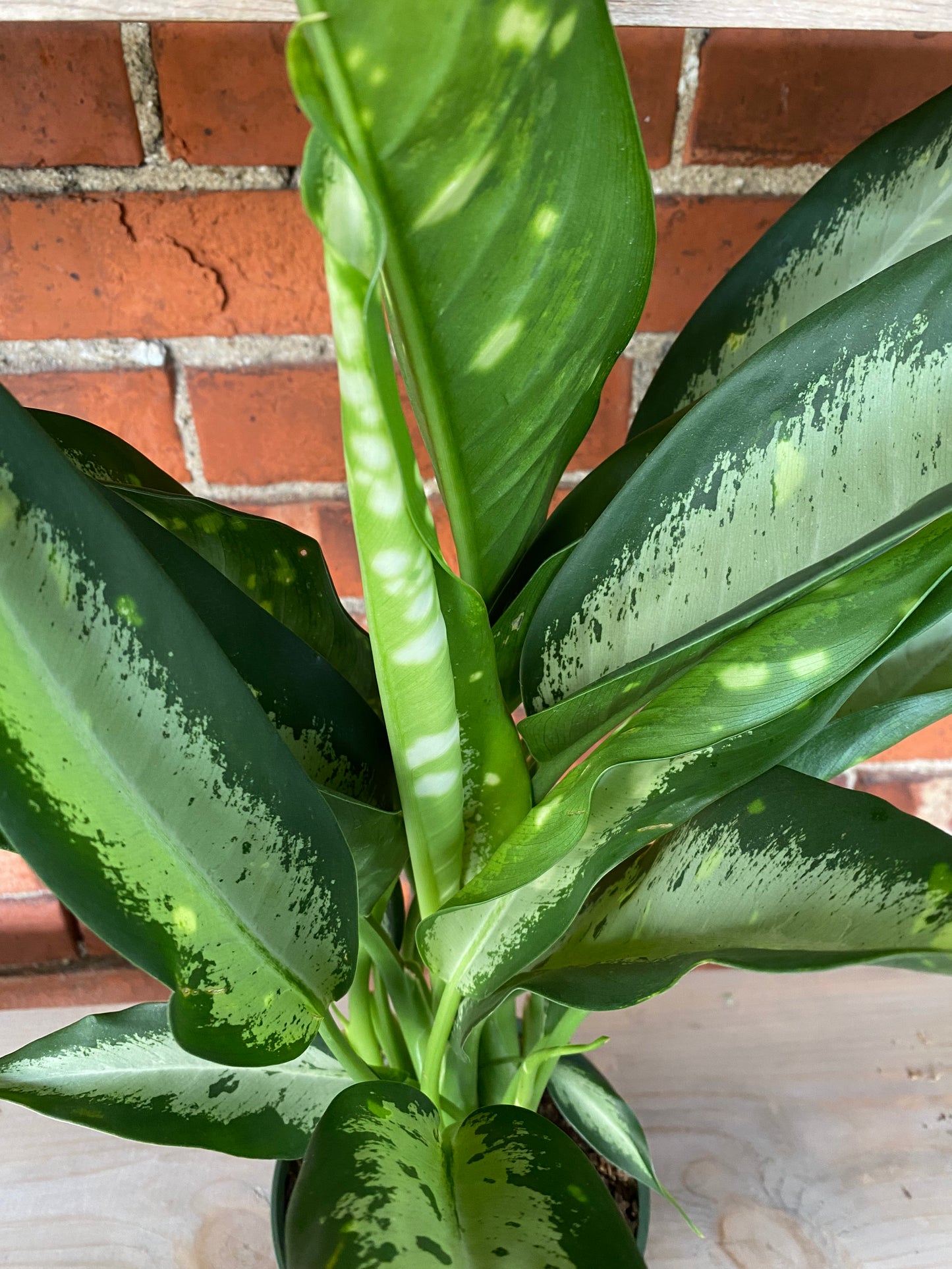 Dieffenbachia 'Panther'