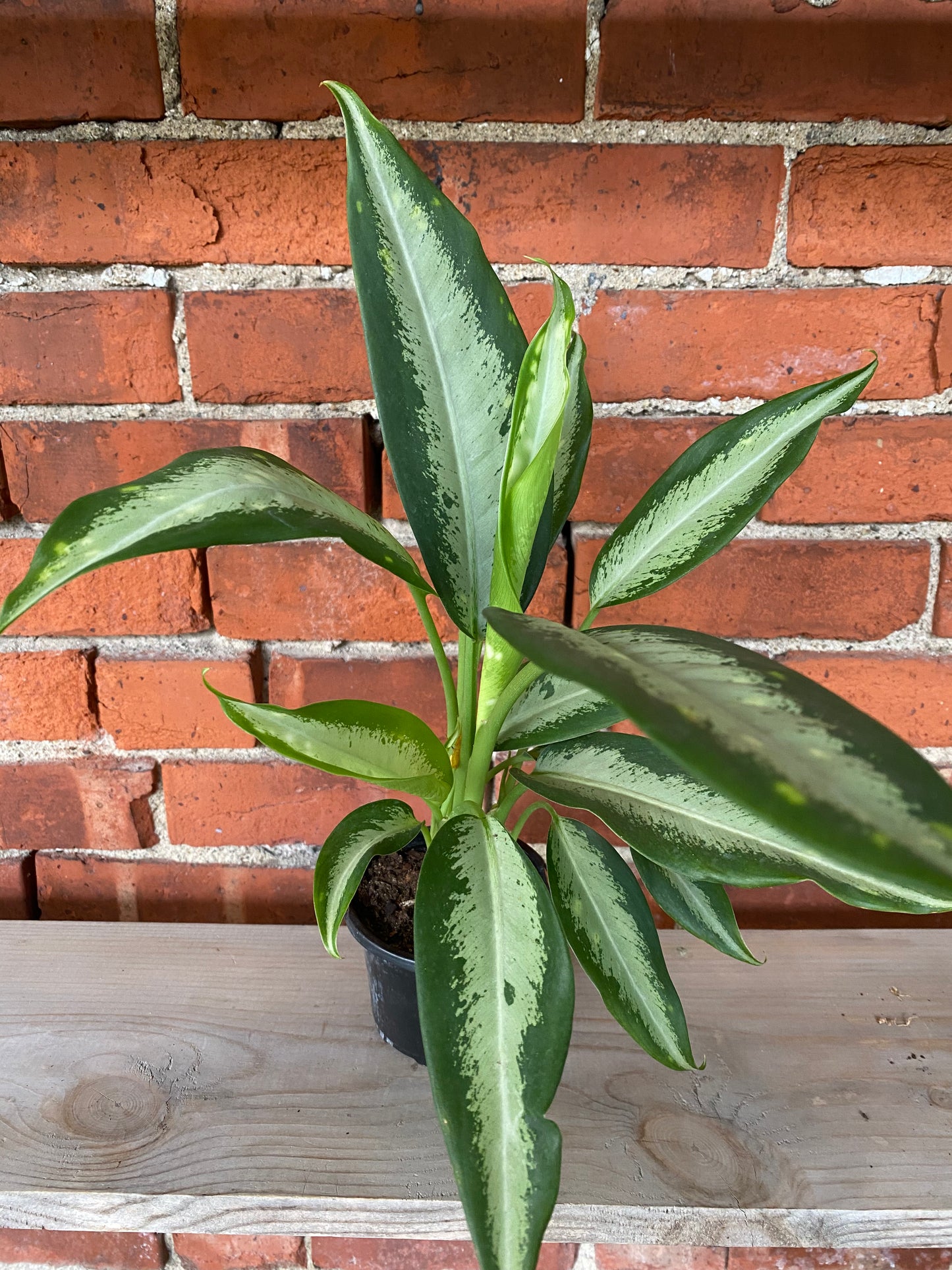 Dieffenbachia 'Panther'