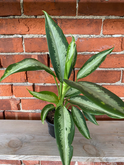 Dieffenbachia 'Panther'