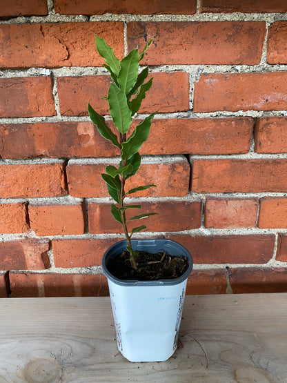 Laurus nobilis 'Bay Laurel'