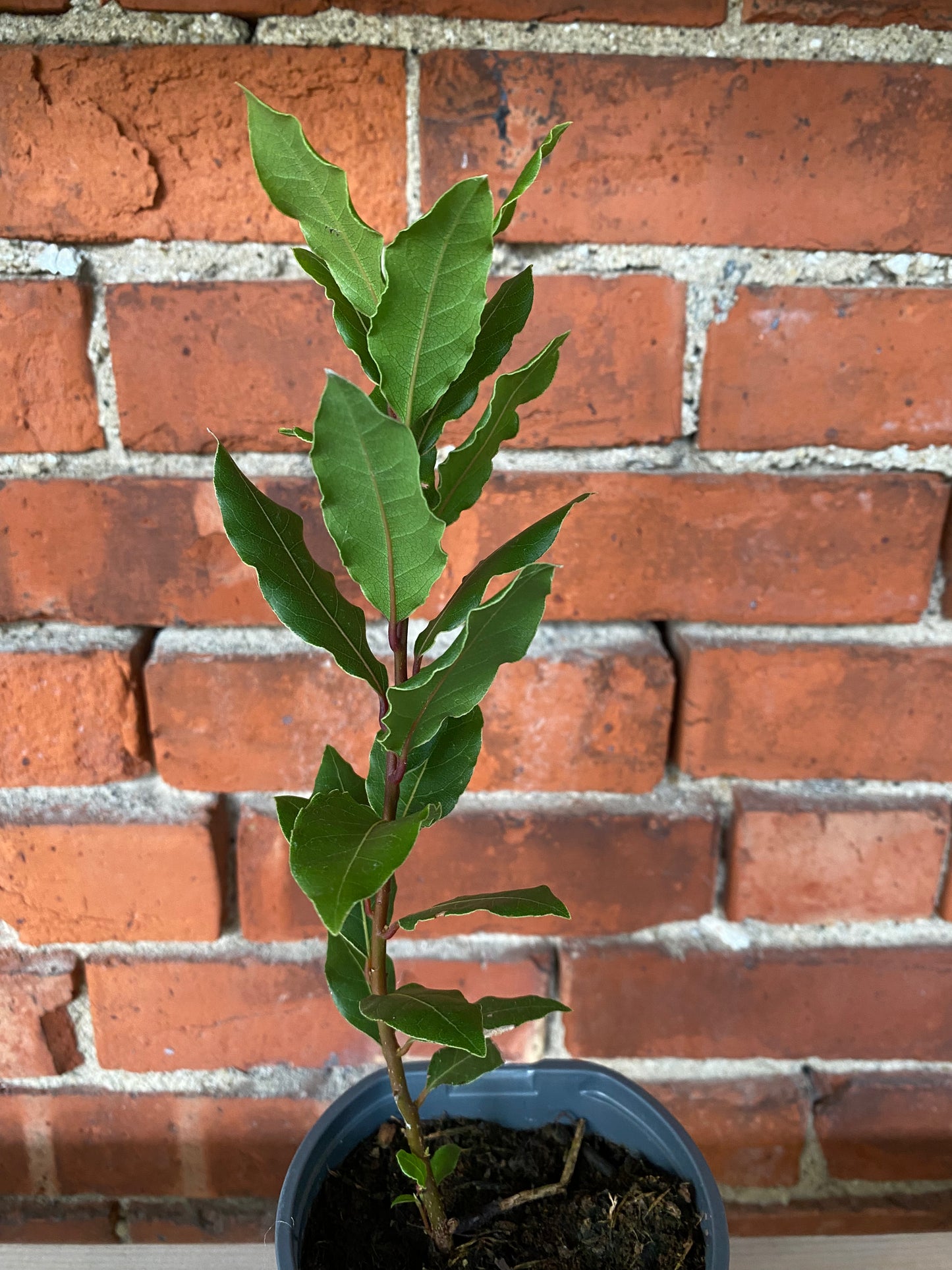 Laurus nobilis 'Bay Laurel'