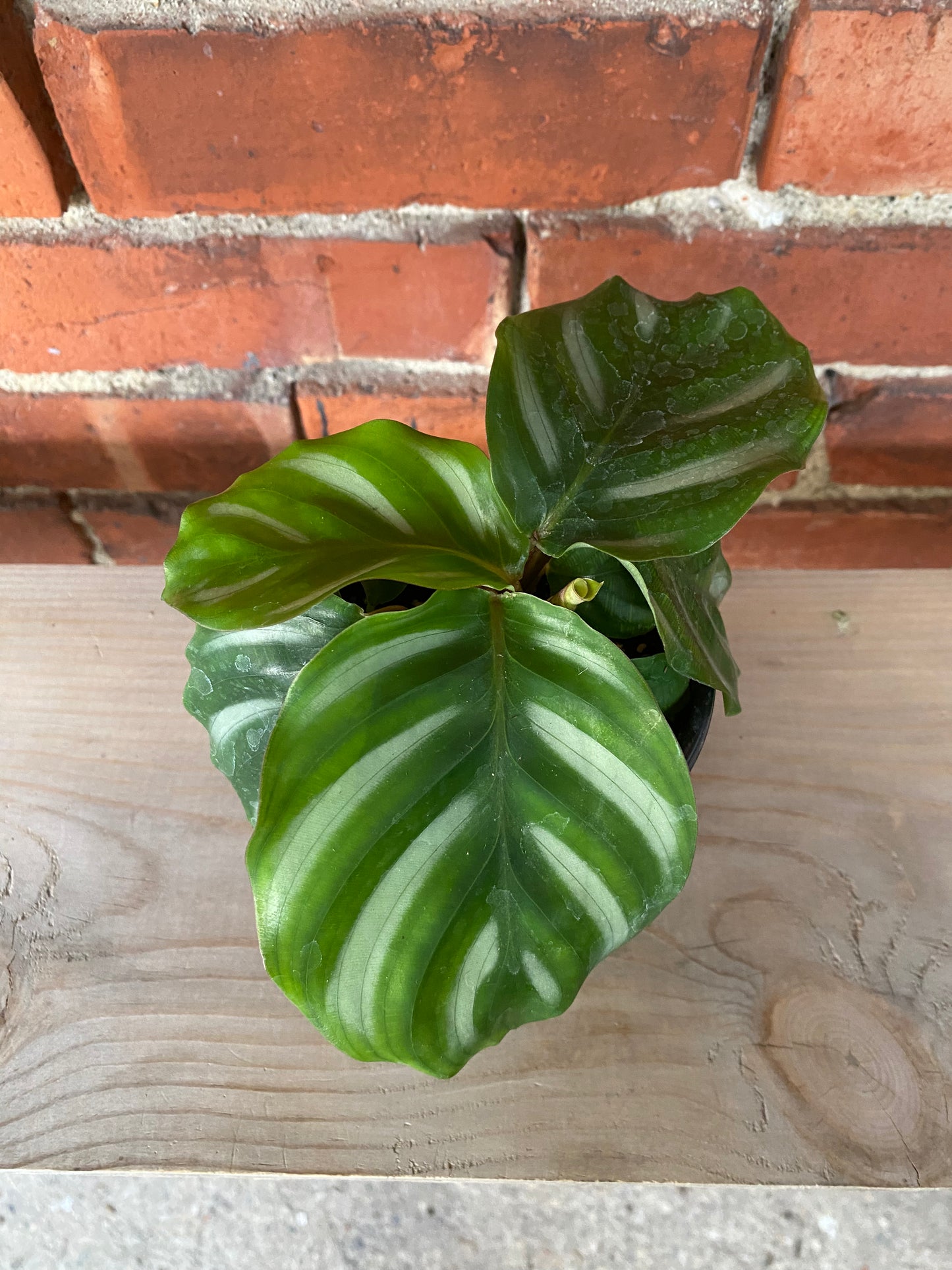 Calathea fasciata 'Besar'