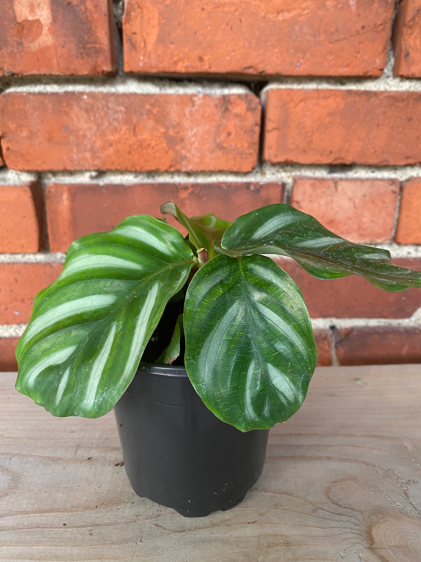 Calathea fasciata 'Besar'