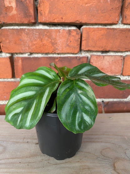 Calathea fasciata 'Besar'