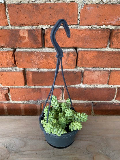 Sedum 'Burro's Tail'