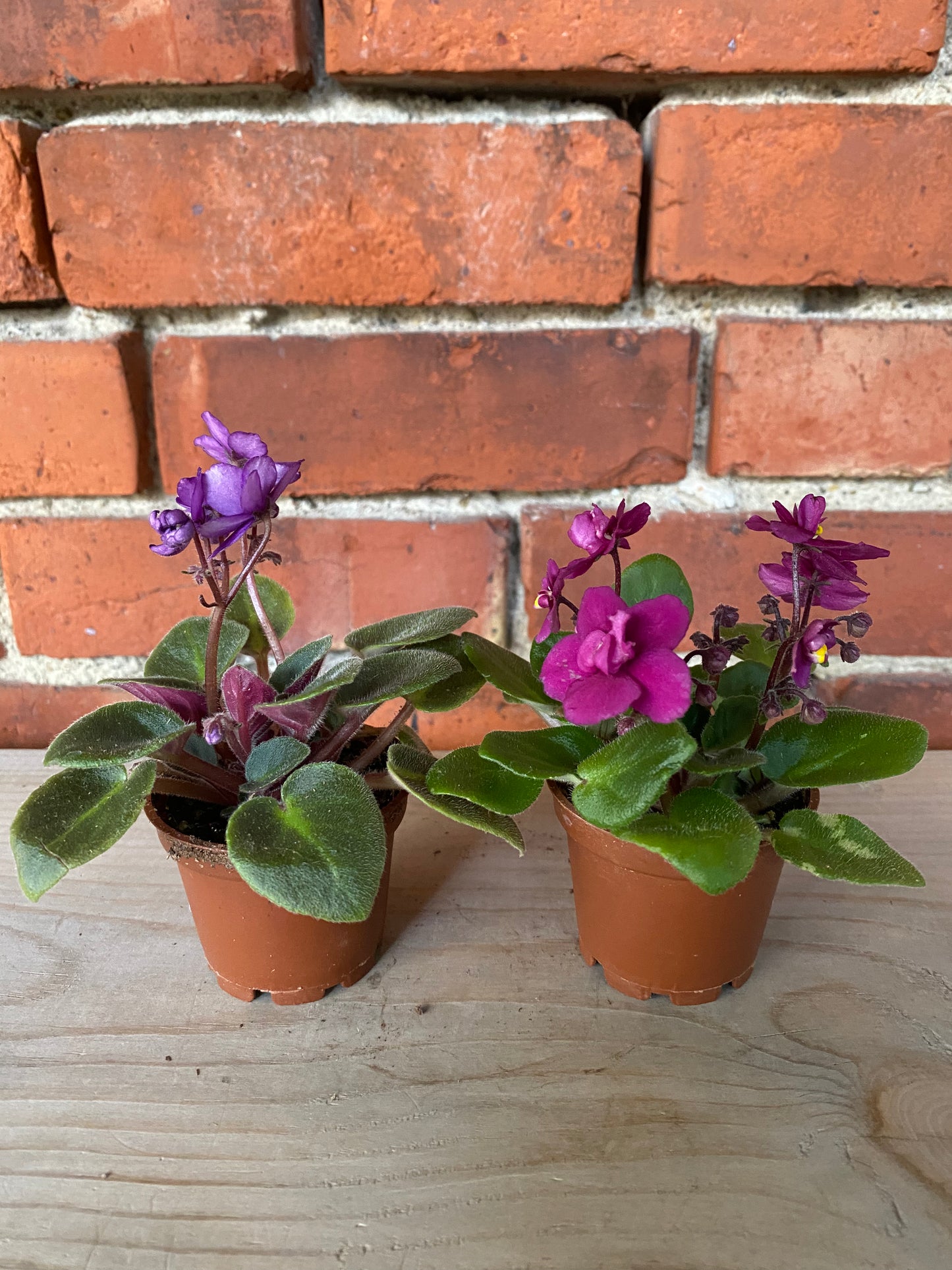 Saintpaulia ‘African Violets’