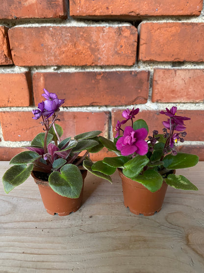 Saintpaulia ‘African Violets’