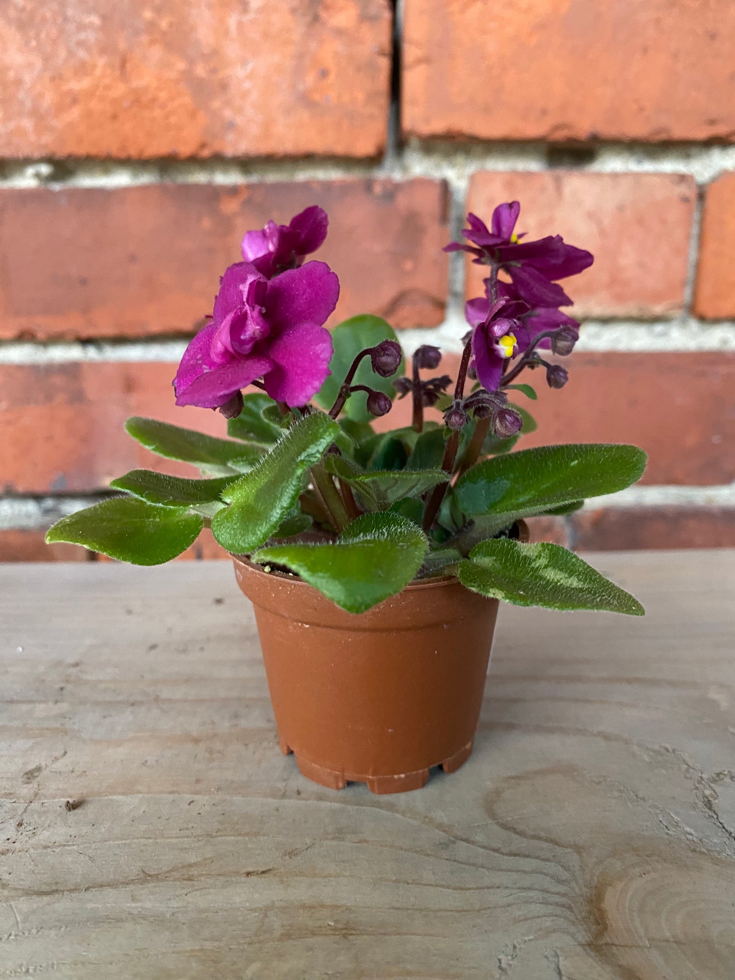 Saintpaulia ‘African Violets’