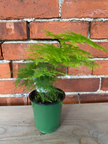 Asparagus setaceus 'Plumosa Fern' - 3.5" Pot