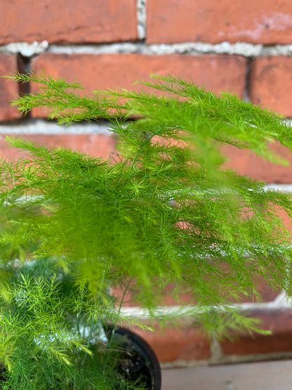 Asparagus setaceus 'Plumosa Fern' - 3.5" Pot