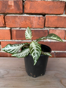 Aphelandra "Snow White Zebra Plant' - 4" Pot