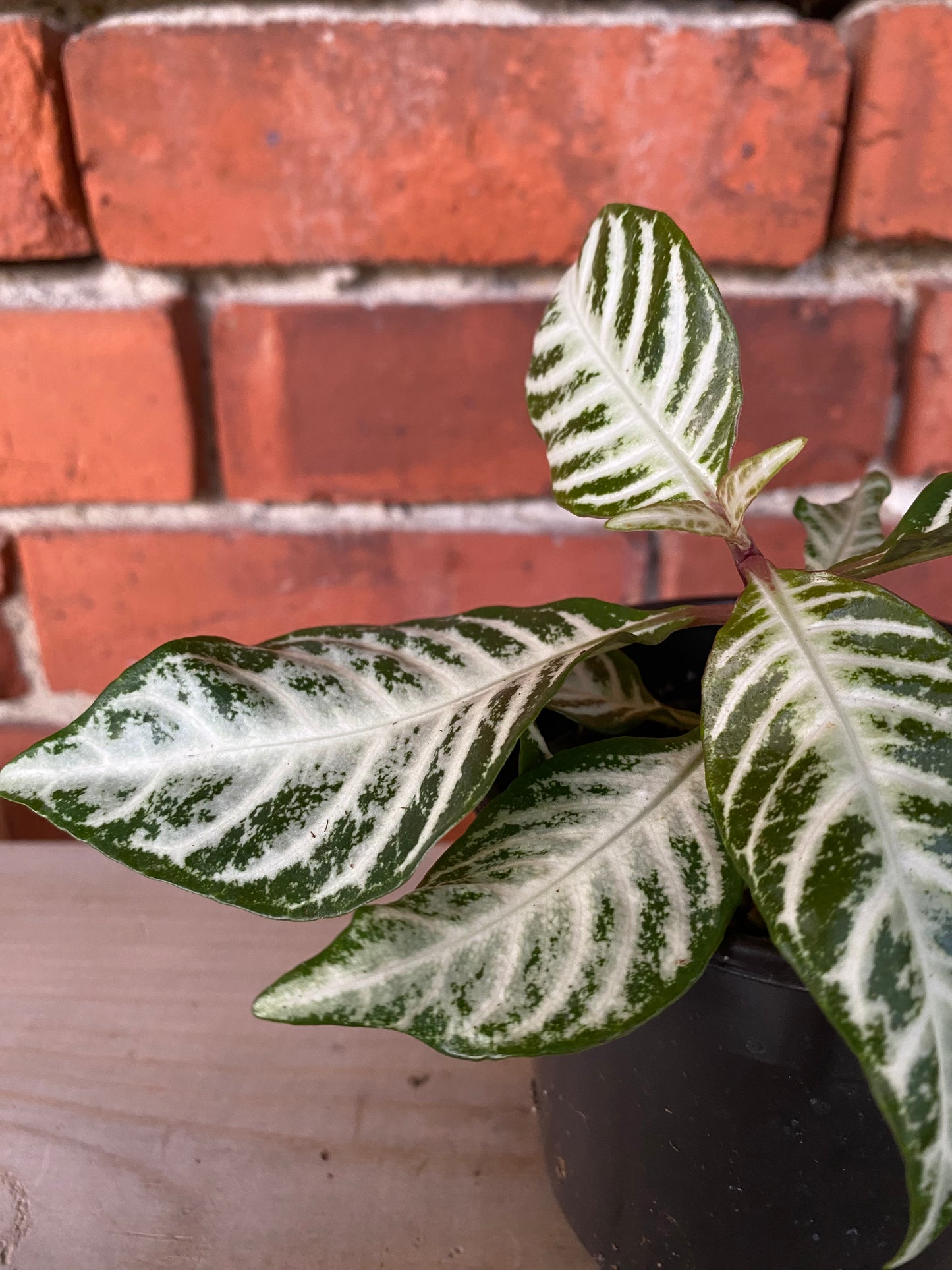 Aphelandra "Snow White Zebra Plant' - 4" Pot