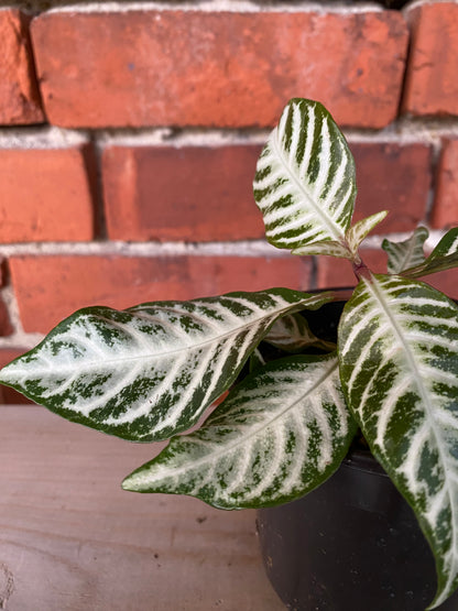 Aphelandra "Snow White Zebra Plant' - 4" Pot