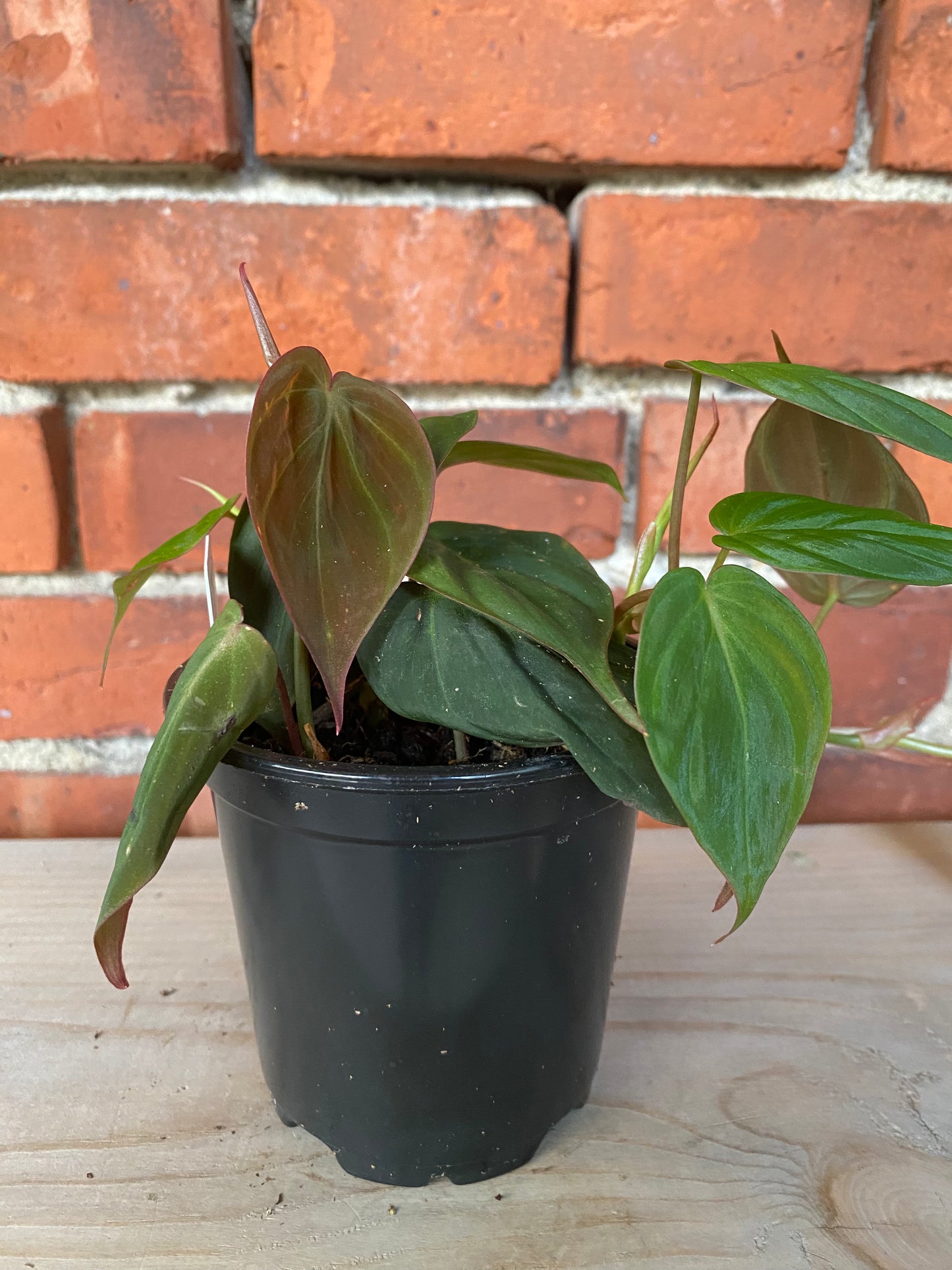 Philodendron 'Micans'