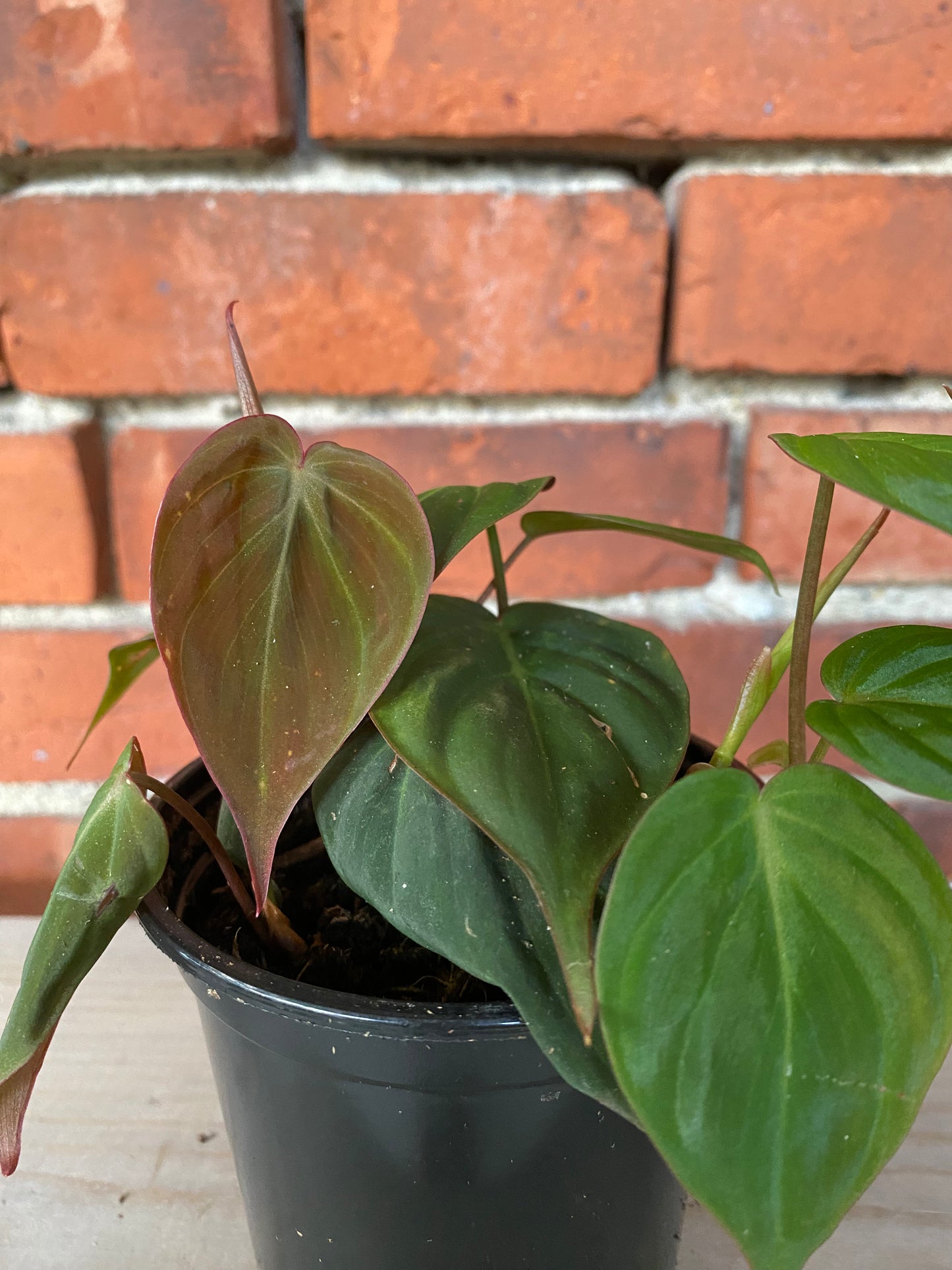 Philodendron 'Micans'