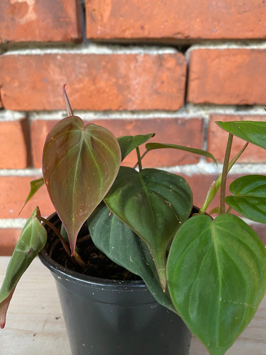 Philodendron 'Micans'