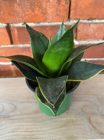 Sansevieria Starpower 'Emerald' - 4.5" Pot