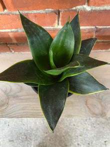 Sansevieria Starpower 'Emerald' - 4.5" Pot