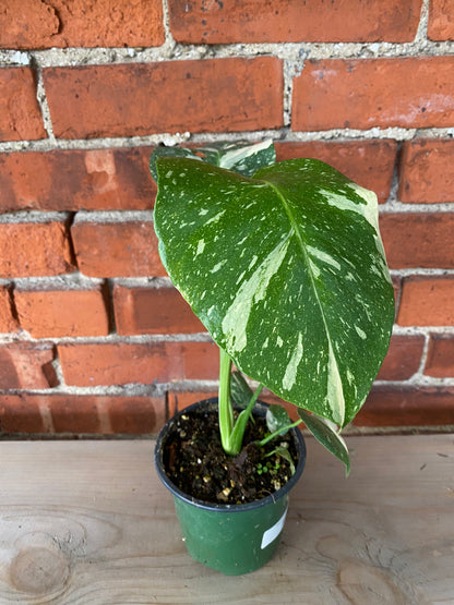 Philodendron 'Thai Constellation'