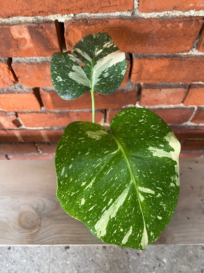 Philodendron 'Thai Constellation'