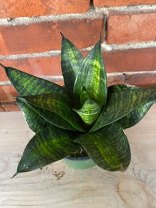 Sansevieria Starpower 'Tiger' - 4.5" Pot
