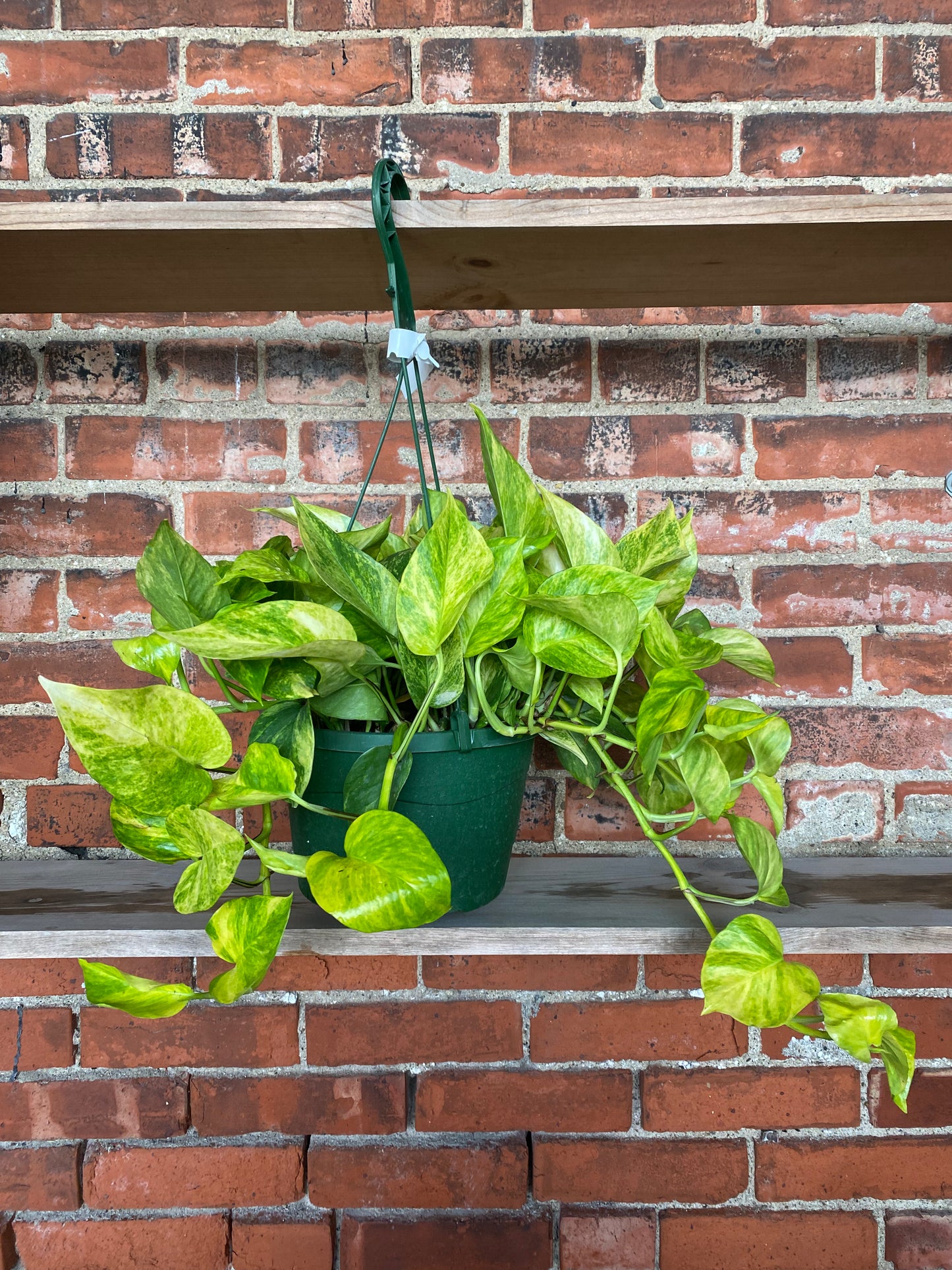 Epipremnum pinnatum 'Pothos Neon Queen'