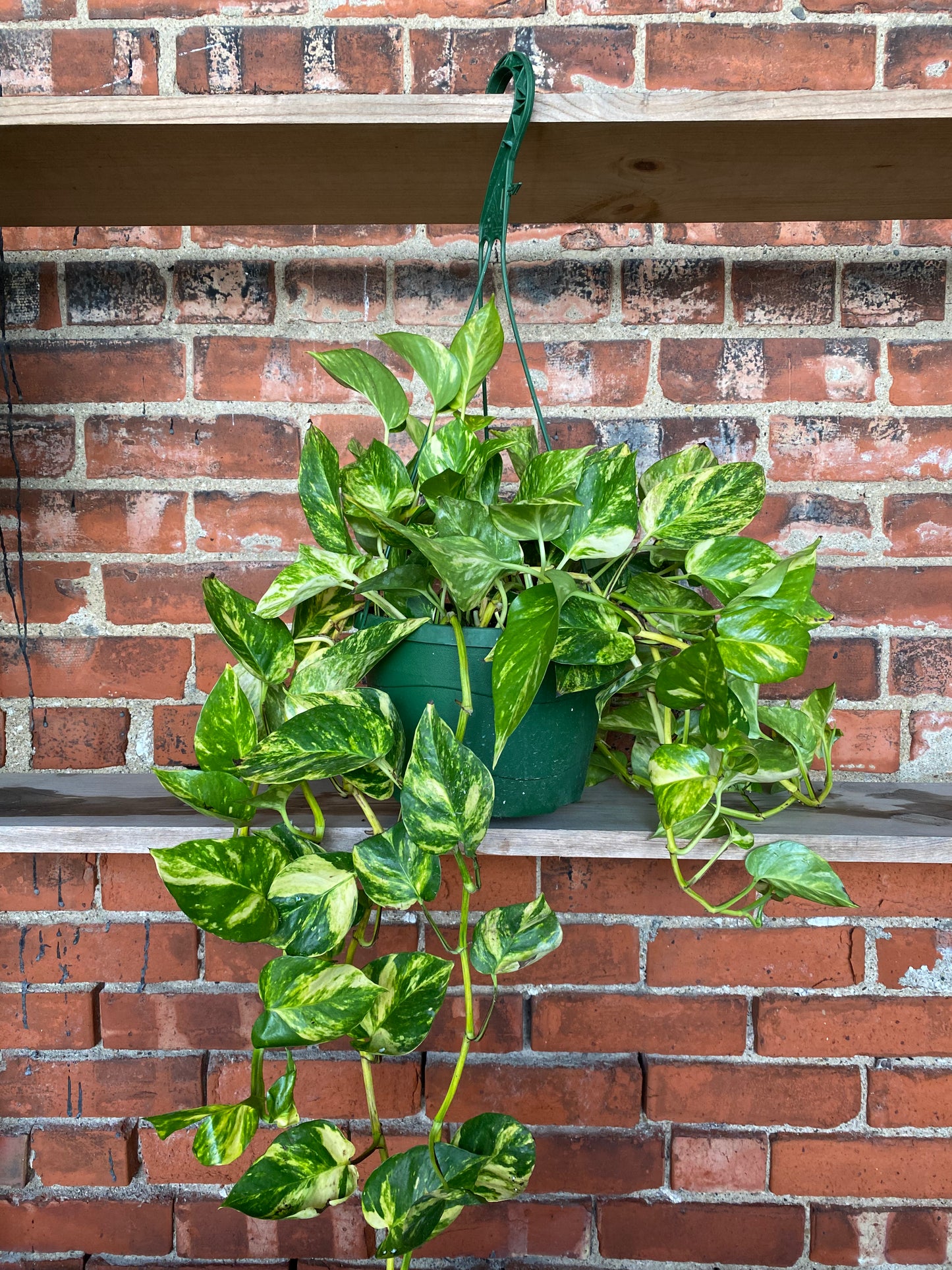 Epipremnum ‘Pothos Churchill' - 8" Hanging Basket