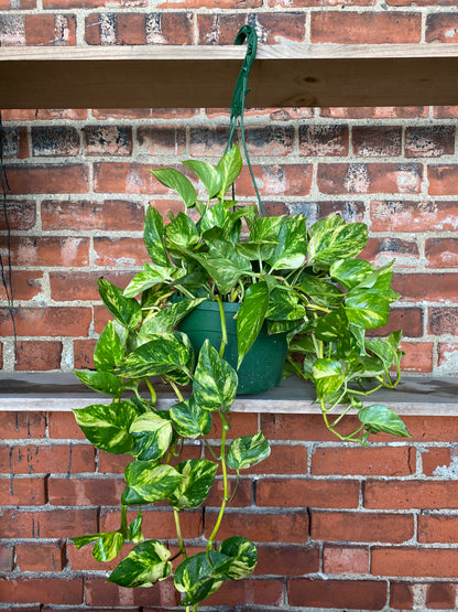 Epipremnum ‘Pothos Churchill' - 8" Hanging Basket