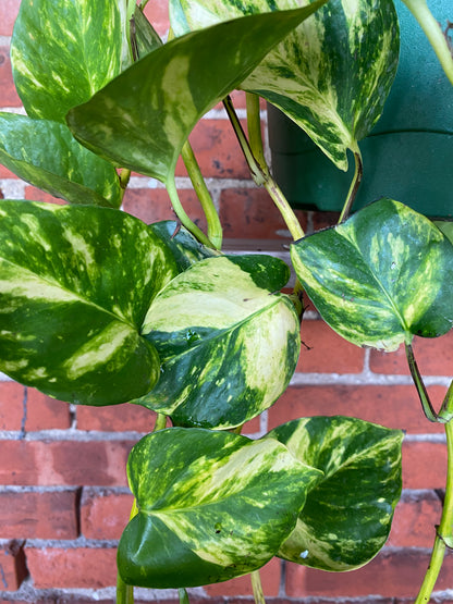 Epipremnum ‘Pothos Churchill' - 8" Hanging Basket