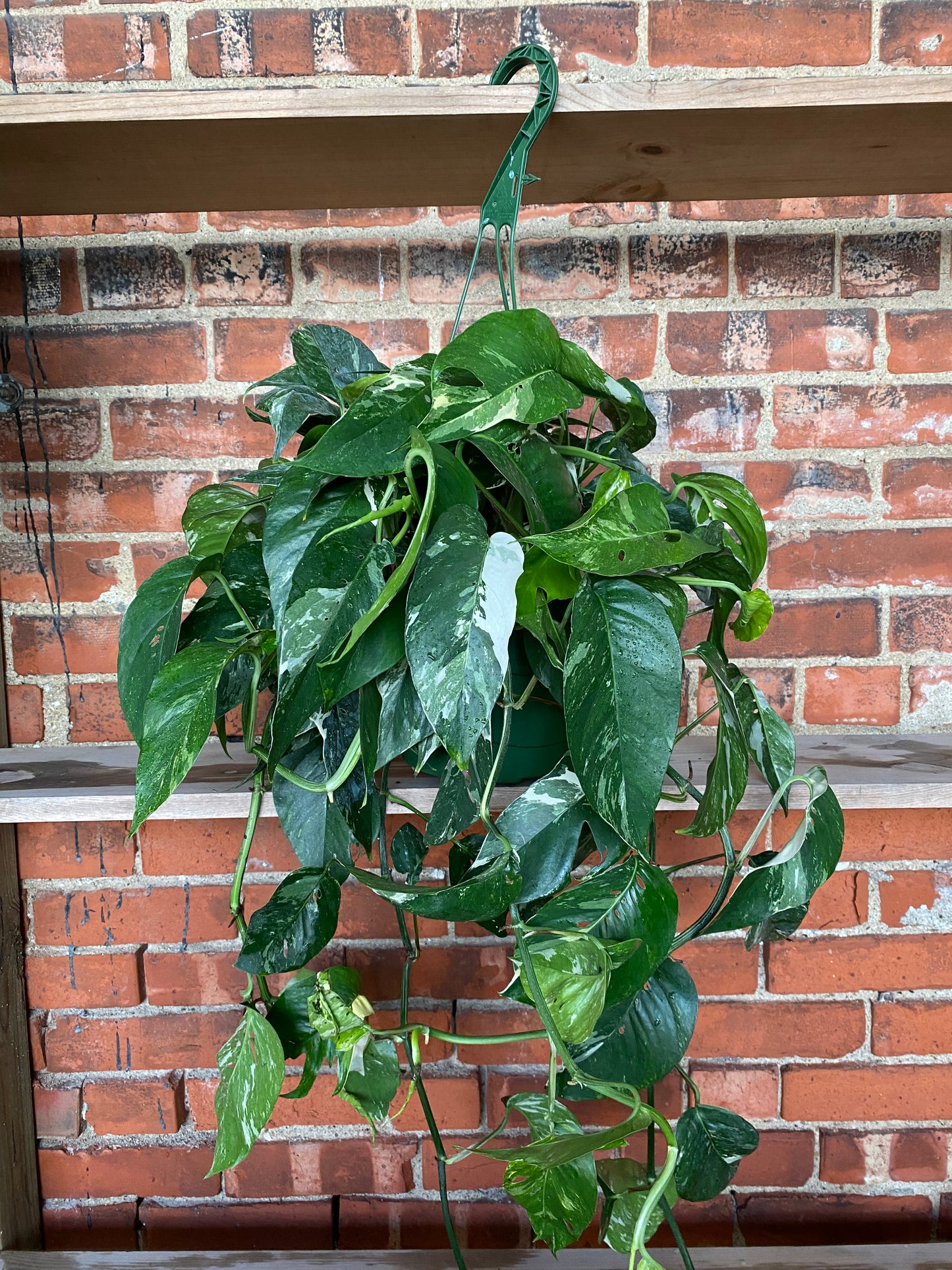 Epipremnum pinnatum 'Albo-variegated'