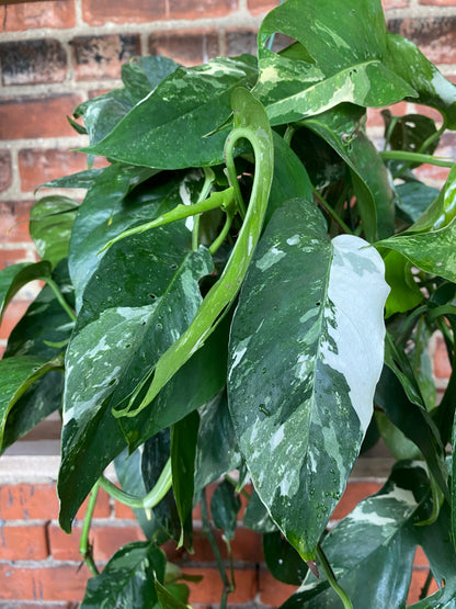 Epipremnum pinnatum 'Albo-variegated'