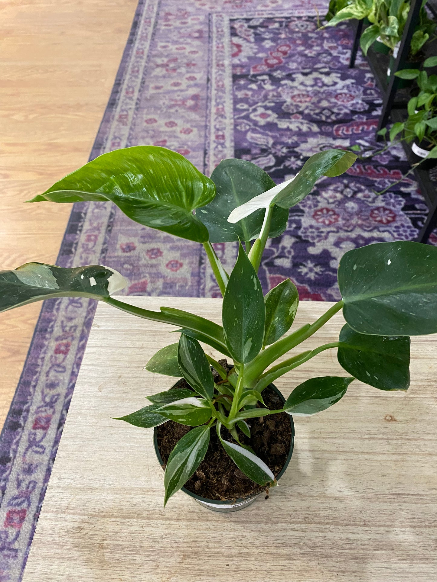 Philodendron 'White Wizard' - 4" Pot