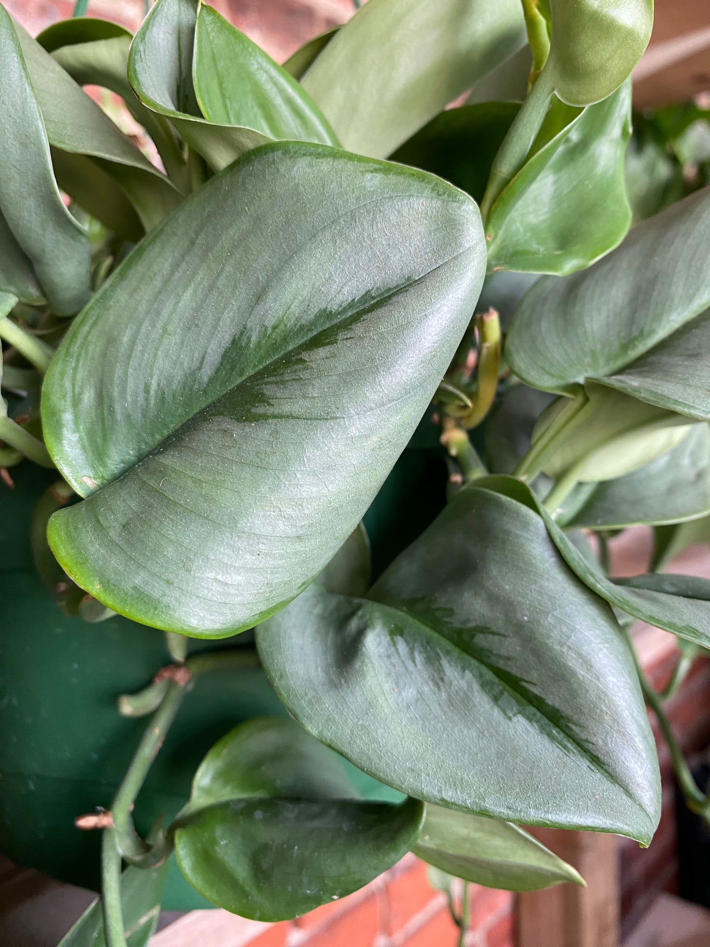 Scindapsus 'Moonlight'