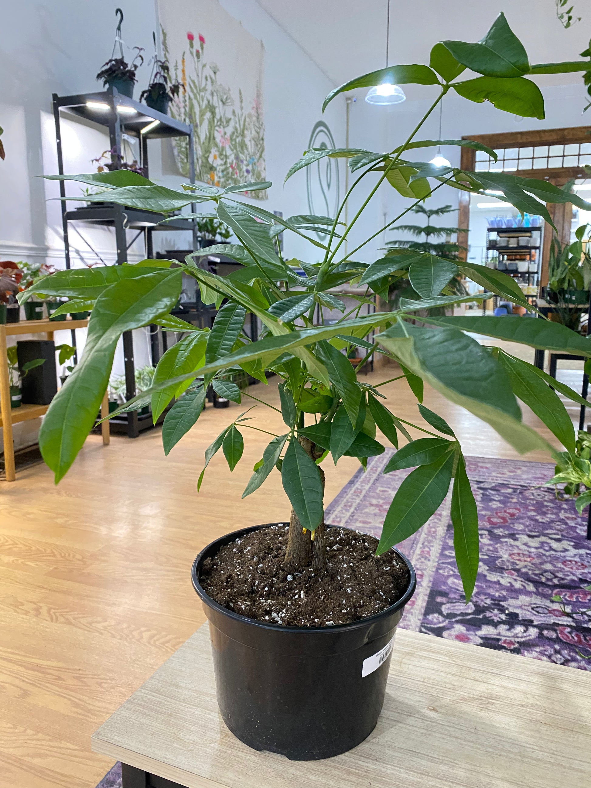 money tree chords Pachira aquatica 'Money Tree' – Snakeroot Botanicals