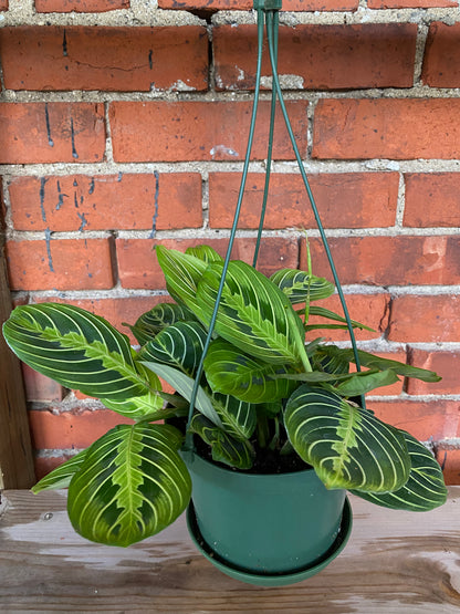 Maranta 'Lemon Lime Prayer Plant'