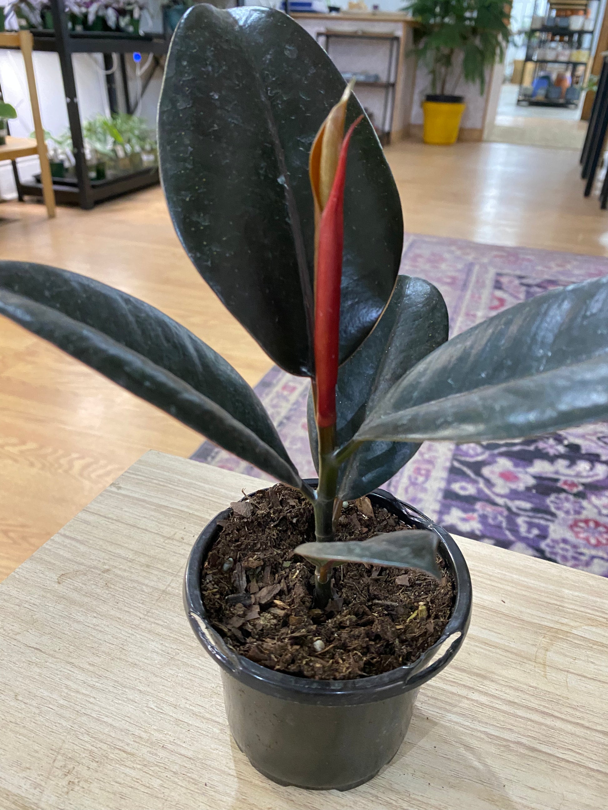 rubber house plant Ficus elastica 'Burgundy Rubber Plant'