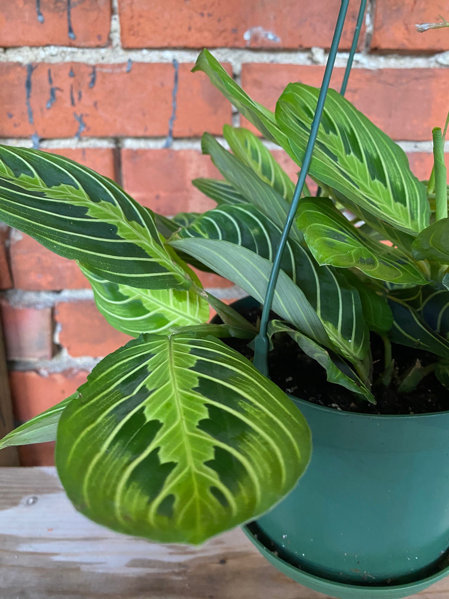 Maranta 'Lemon Lime Prayer Plant'