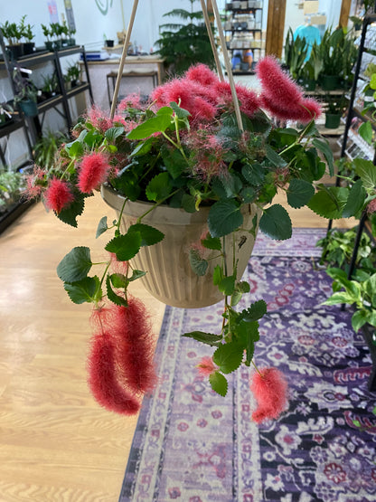 Acalypha hispida 'Chenille Plant' - 6.5" Hanging Basket