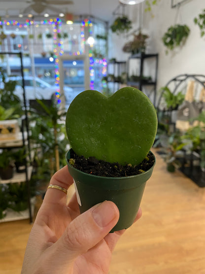 Hoya kerrii ‘Sweetheart Hoya’ - 2.5" Pot