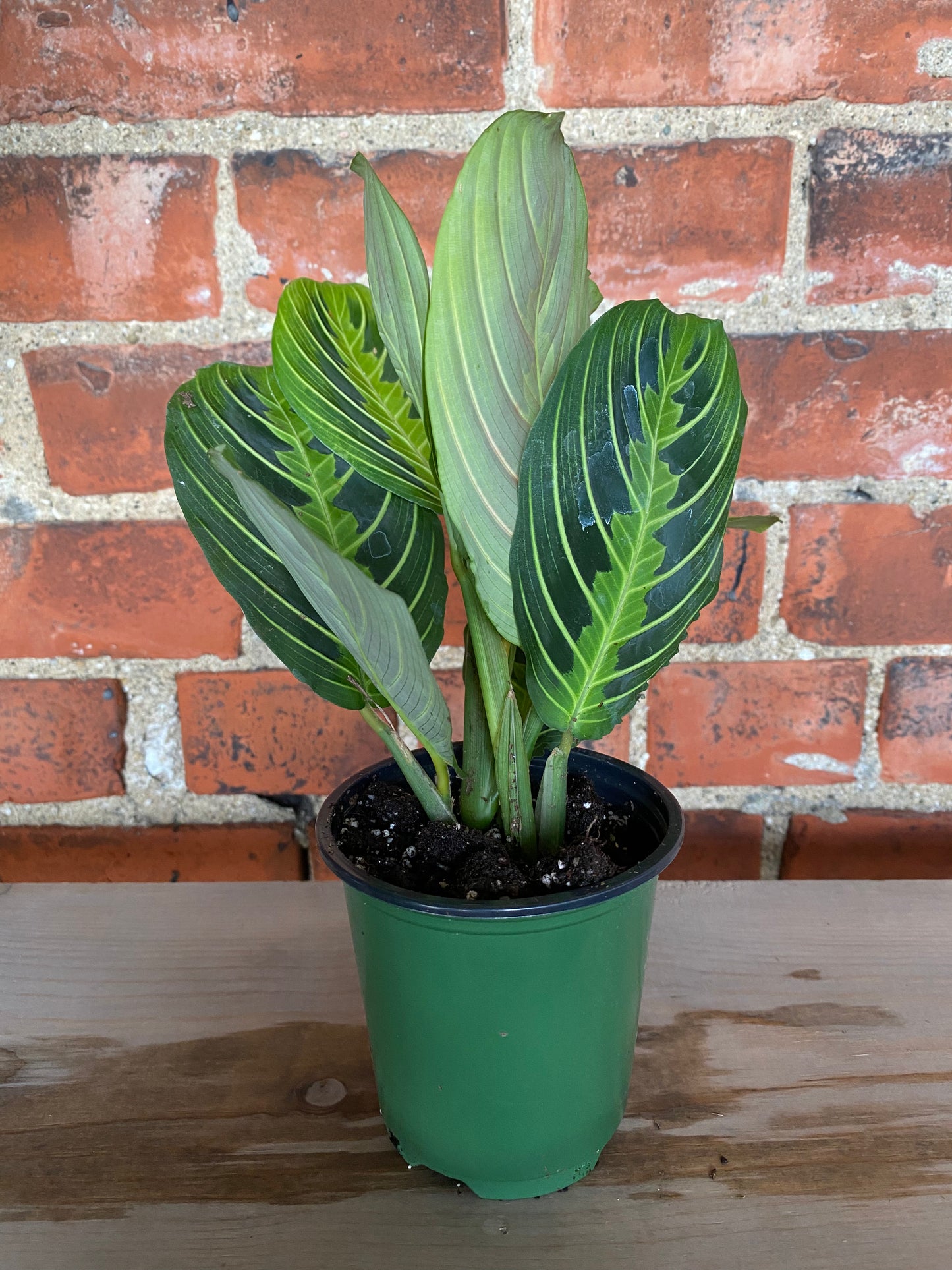 Maranta 'Lemon Lime Prayer Plant'