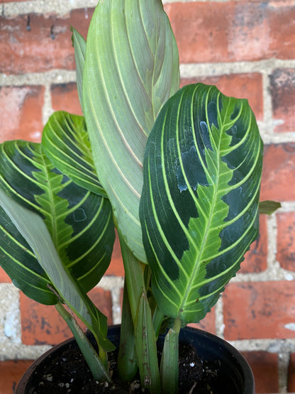 Maranta 'Lemon Lime Prayer Plant'