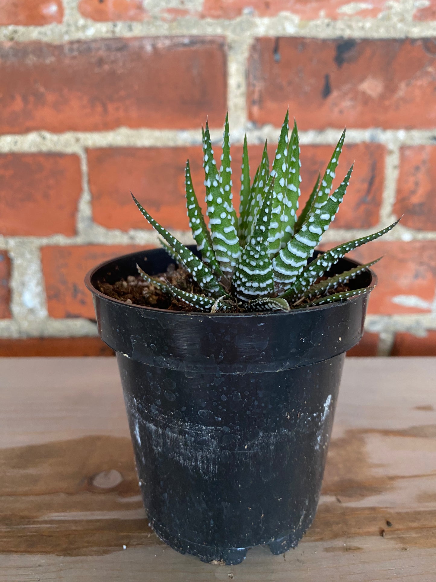 Haworthia 'Big Band'