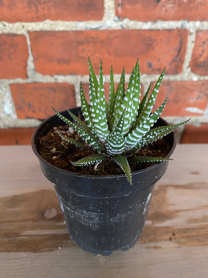 Haworthia 'Big Band'