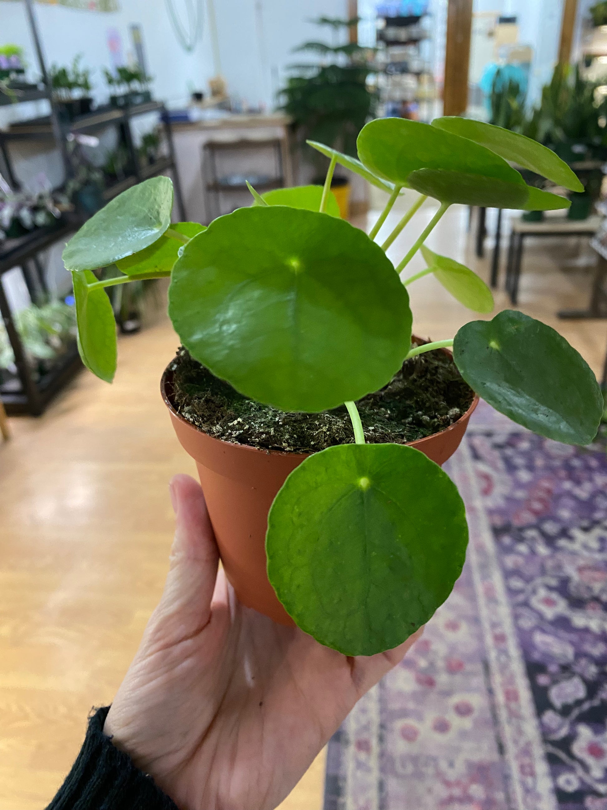 Pilea peperomiodes 'Chinese Money Plant'  Snakeroot Botanicals