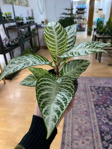 Aphelandra "Snow White Zebra Plant'