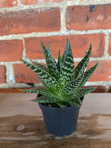 Gasteria ‘Durban' - 2.5" Pot