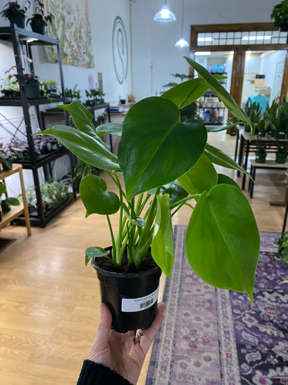 Monstera deliciosa 'Split Leaf'