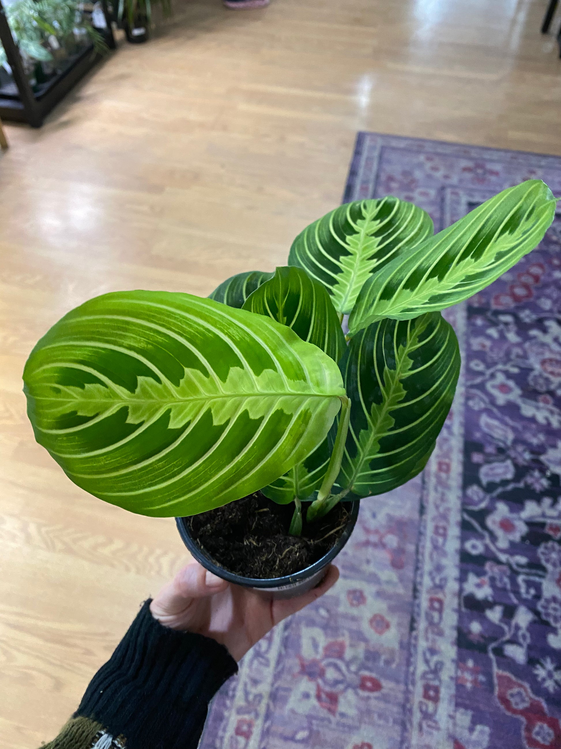 calathea lemon lime Maranta 'Lemon Lime Prayer Plant'