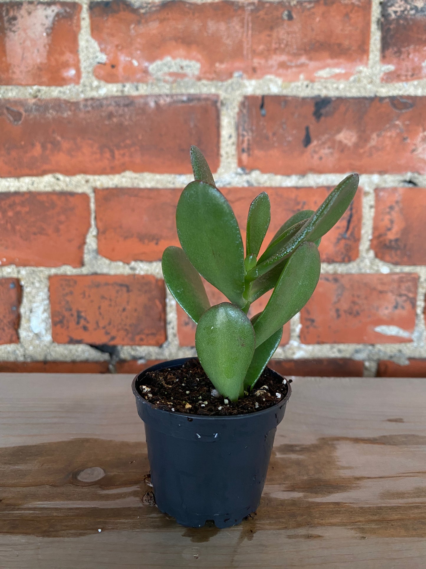 Crassula Ovata 'Jade Plant'