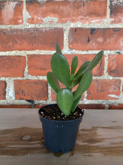 Crassula Ovata 'Jade Plant'